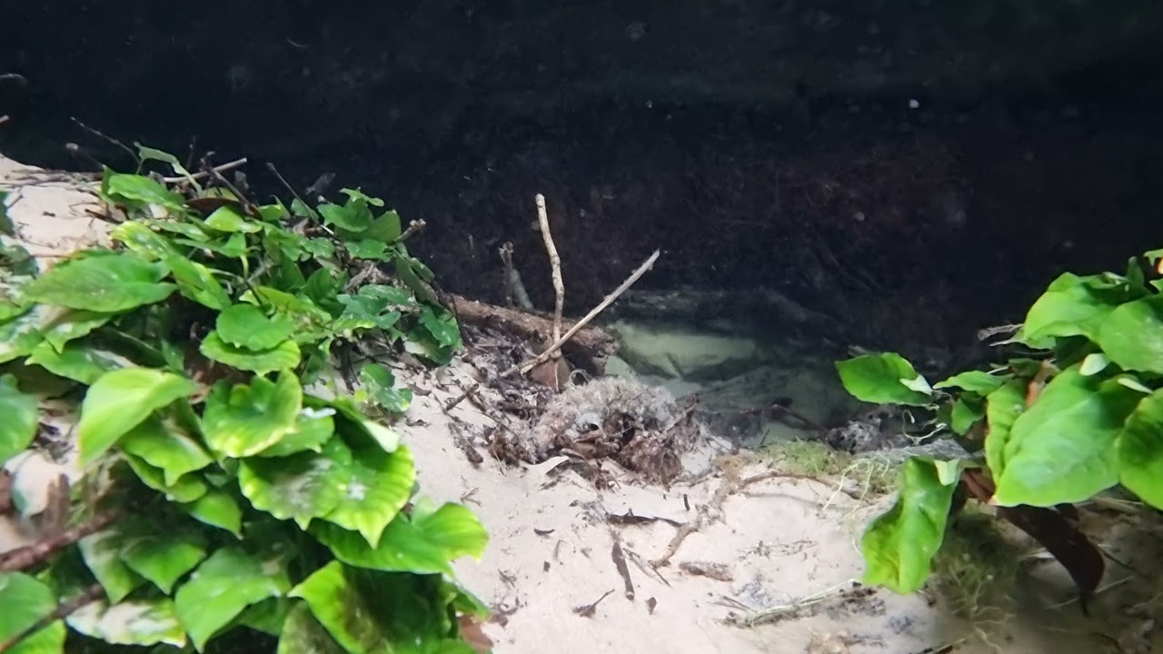 Anubia in clear water biotope DR Congo natural clear water spring at Lufimi River.
