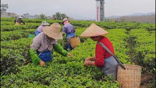 Eyes On Hainan Hidden Tea Hotspot In South Chinas Island Province