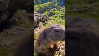 #AlpineMarmot #Marmot #Alps #AlpineWildlife #MountainAnimals #WildlifeVideo #NatureVideo