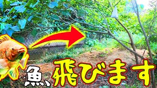 自作罠を仕掛けたら魚が吹っ飛んで動かなくなりました・・・
