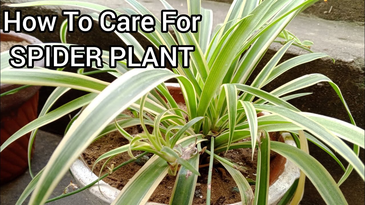 How To Care For Spider Plant - YouTube