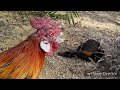 Ayam hutan pukul pikat jawara #10 ( Jake - Kuansing )