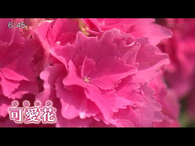 佐賀生まれのアジサイ新品種 可愛花 雨のち星 デビュー 佐賀県 21 04 08 19 00 Youtube