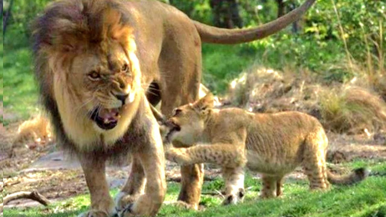Oloimina’s Beautiful Bond With Fig Tree Cubs | Lion cubs | Maasai Mara National Reserve, Kenya