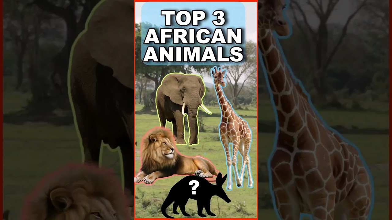 Learn about African Animals Top 3 Amazing Animals from Africa 