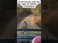 Witness A Wild Tiger Roaring Live Wow Moment Tadoba Chandrapur Tiger Tadoba Prafullujagare mp3
