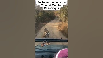 Thumbnail of "Witness a Wild Tiger roaring Live" Wow moment, Tadoba, chandrapur. #tiger #Tadoba #prafullujagare