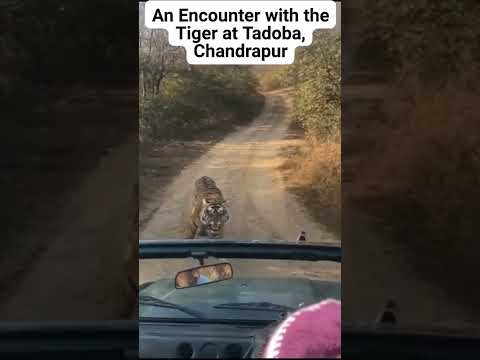 Βίντεο: Εθνικό πάρκο Tadoba και καταφύγιο τίγρης: Ο πλήρης οδηγός