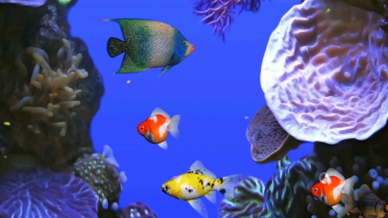CAT GAMES ON SCREEN Fish Aquarium. Video for Cats to Watch (1 hour