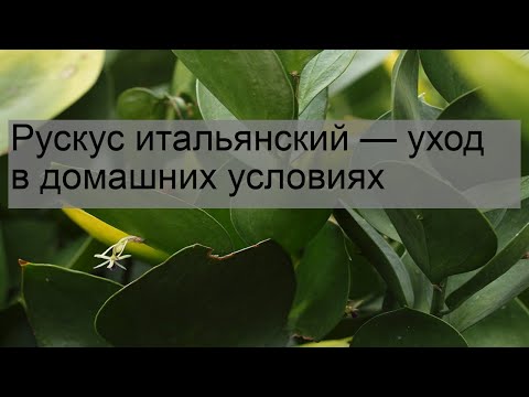 Рускус итальянский — уход в домашних условиях