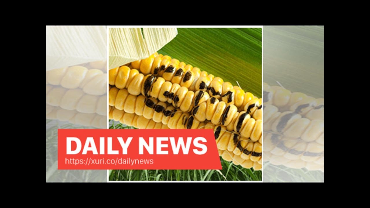 Daily News - Garlic growers in the United States love the Chinese trade war