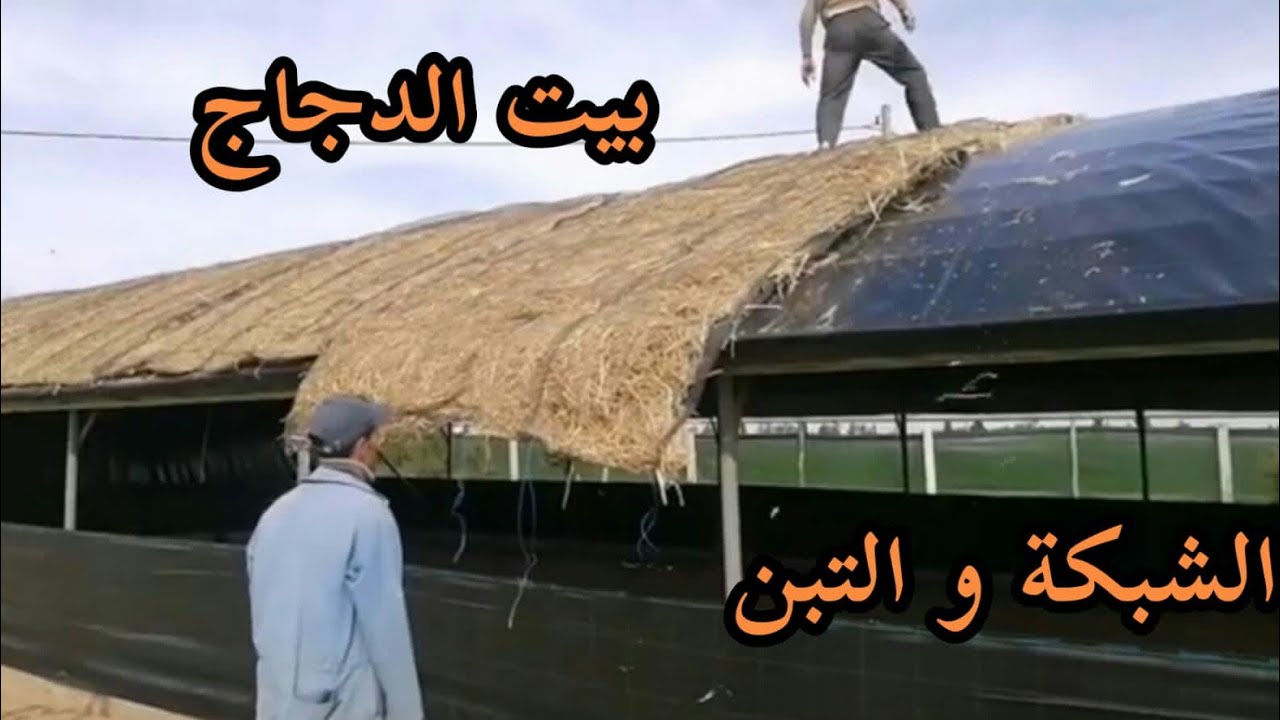 عنبر الدجاج البلدي بأقل تكلفة من الشبكة او التبن بديل الخيش او التبن