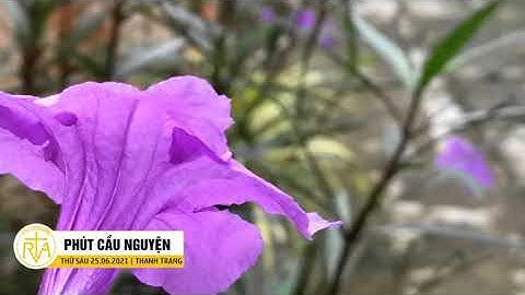 Phút Cầu Nguyện, Thứ Sáu 25/06/2021: Bí Tích Hôn Phối – Món Quà Của Cả Một Đời