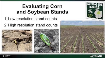 Evaluating Corn and Soybean Stands