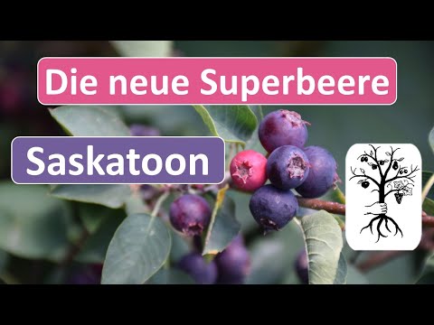 Video: Fressen Vögel Amelanchier-Beeren?