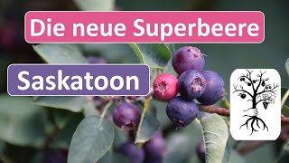 Saskatoon - neues Superfood aus Kanada - Amelanchier alnifolia