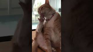 cat licking toes :D