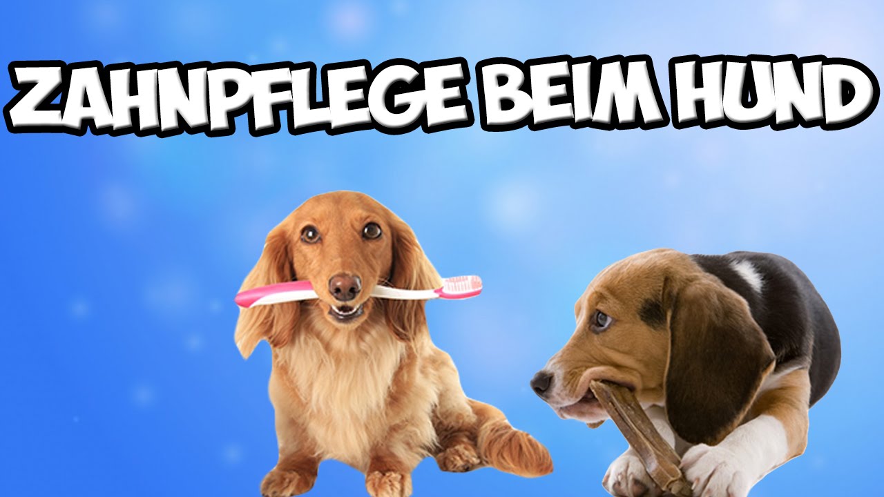 Zahnpflege beim Hund! Zahnstein vorbeugen! Zähne putzen? Tipps!! YouTube