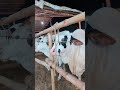 beauties😍😛 #trending  #cow #fatehjangi #shortvideo #reels #viral