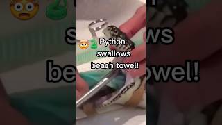 Celebrity 🐍Python Swallows a Beach Towel..😳 Wealth