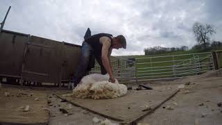 Sheep Shearing in Somerset 2016