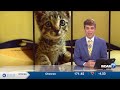From floodwaters to foster home: Kitten's journey continues after Stone County flood