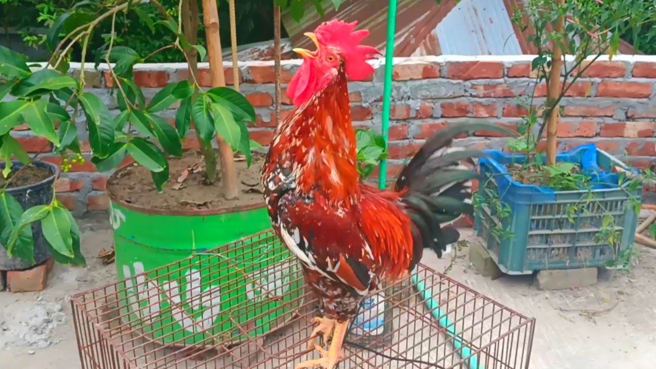 Cock Fighting NEW88 The Controversial World of Blood Sport