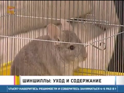 Питомцы. Шиншиллы: уход и содержание. GuberniaTV