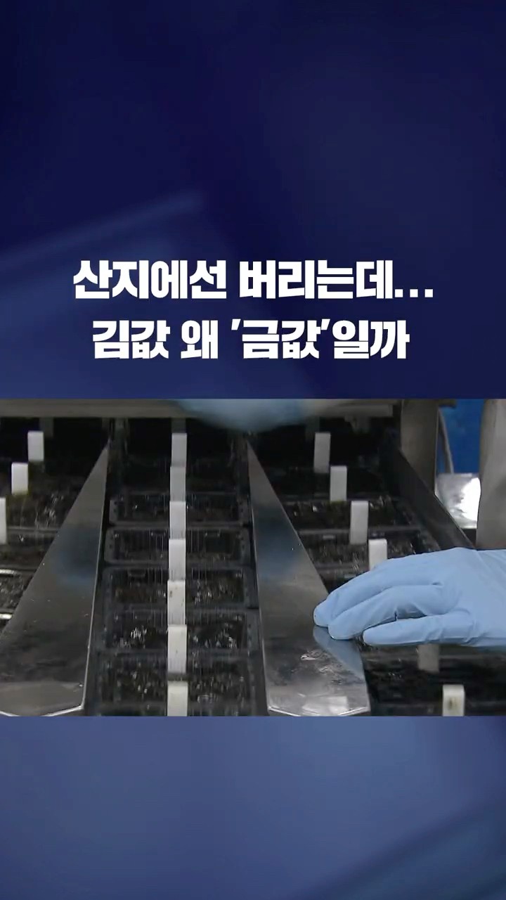 산지에선 버리는데...김값 왜 '금값'? #shorts / KBS