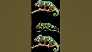 Thumbnail of #animals #chameleon #ameleon #chamaeleon #reptiles #veiledchameleon #music #lizard #art #song