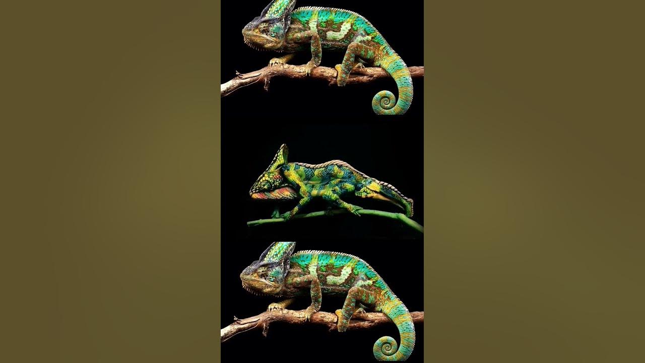 #animals #chameleon #ameleon #chamaeleon #reptiles #veiledchameleon #music #lizard #art #song #animals #chameleon #ameleon #chamaeleon #reptiles #veiledchameleon #music #lizard #art #song
