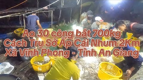 Ao 30 công bắt 700kg tôm càng lúc 1 giờ Cách trụ sở Ấp Cái Nhum 2Km Xã Vĩnh Phong - Tỉnh An Giang