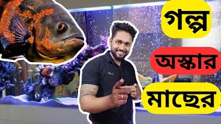 গল্প অস্কার মাছের || Aquarium সাইজ, খাবার|| বিভিন্ন প্রজাতির অস্কার ও আরও অনেক কিছু