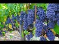 🍇 О происхождении винограда Изабелла / ЕДА, ПИТАНИЕ 🍷