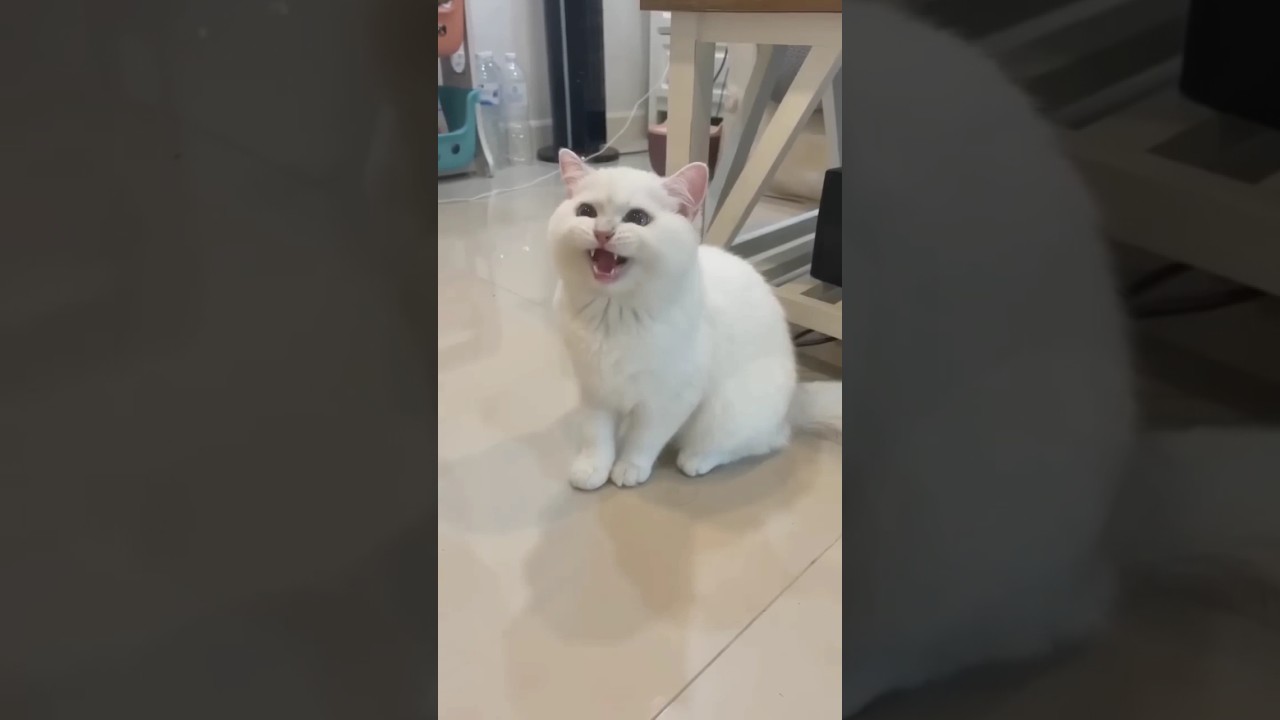 laughing cat - COFFIN DANCE SONG COVER