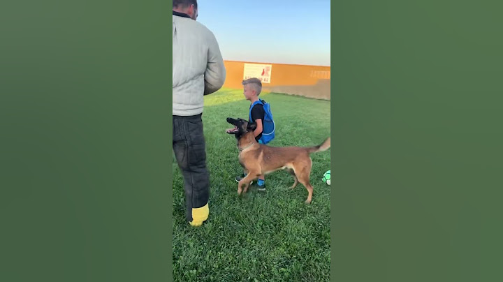 Defensa del dueño!! #malinois #pastormalinois #mondioring #defensa #dogtraining #k9