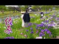 Japanese irises are flowering at beautiful riverside district.#4K #水郷佐原あやめパーク #アヤメ