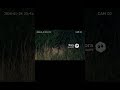 “अचानक झाड़ियों से निकला तेंदुआ 😨 | CCTV में कैद” #shorts #viral