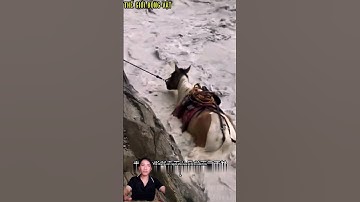 Người đàn ông cố gắng cứu chú ngựa bị lũ cuốn.