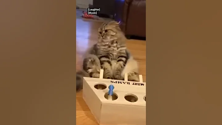 Watch the video about Funny Cats in 20 Seconds 😹 | Super Cute Cat Compilation (3) #Shorts