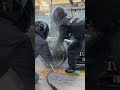 How F1 Pit Crews Scrape Excess Rubber Off Tires