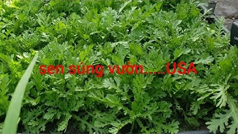 Tần ô  ( cải cúc ) ,trồng 1 lần  mà được thu hoạch 4 , 5  lần ăn thoải mái  , chia sẻ