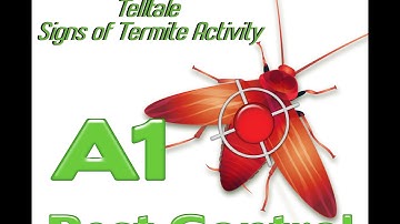 Checking Tree Stumps For Termite Activity