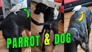 Precious Parrot Rides On Dog’s Back