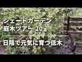 《日陰の庭木20種🌿低木ツアー》アジサイ以外でシェードガーデンで元気に育つ低木をご紹介