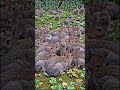 খরগোশ গুলির একটি অসাধারণ দৃশ্য।#viral #foryou #short  #discover #reels #viralvideo #ai #aivideo