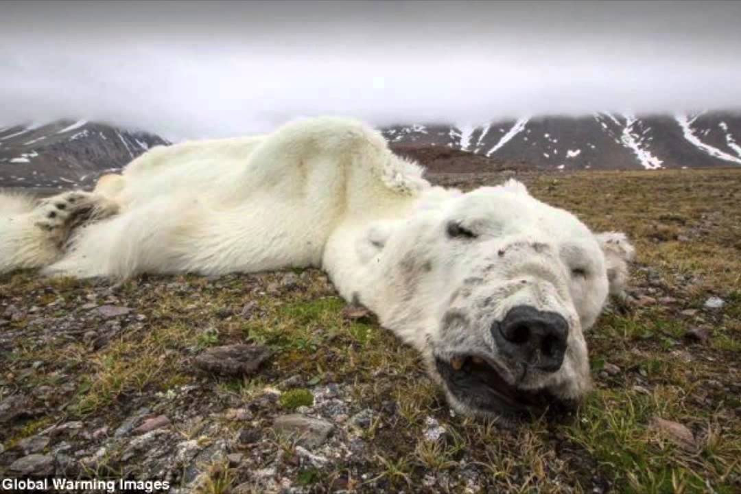 The Evolutionary Changes Of The Polar Bear YouTube The Evolutionary Changes Of The Polar Bear YouTube