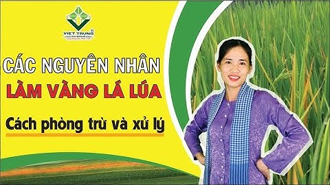 Vàng Lá Lúa - Nguyên Nhân Và Cách Xử Lý | Tư Vấn Kỹ Thuật