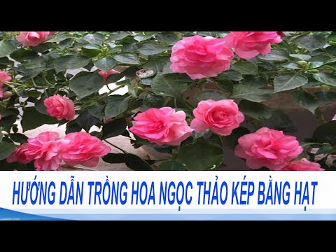 Video: Chăm sóc cây trồng bằng ngọc thạch - Mẹo để trồng cây ngọc trai hoang dã Impatiens