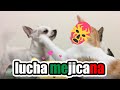 Perro vs Gato | Chihuahua se enfrenta a gatitos ¡sólo puede quedar uno! 🤣